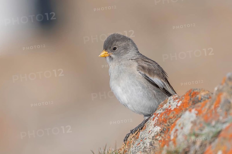 A young white snowfinch (Montifringilla nivalis) with grey feathers and a bright orange beak sits on a rocky surface. The light-coloured background suggests a calm, natural mountain world. The day appears calm and clear. Zermatt, Valais, Alps, Switzerland