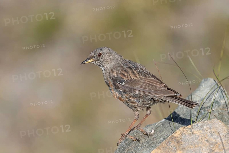 An Alpine Accentor (Prunella collaris) stands on a rocky surface beneath clear ski slopes. Its feathers blend in with its surroundings and show off its natural camouflage in a quiet outdoor habitat