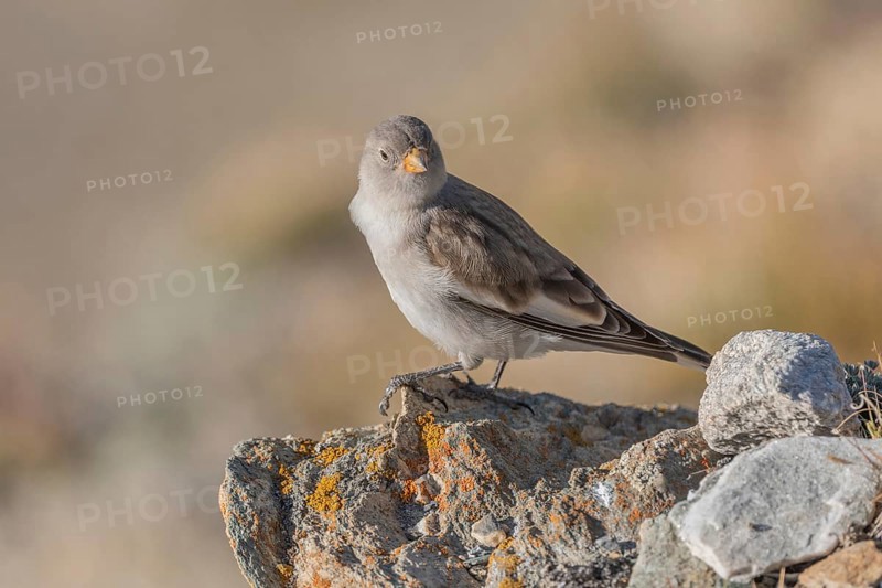 A young white snowfinch (Montifringilla nivalis) searches for food between rocks and grass. The sunlight illuminates the scene and highlights the bird's feathers as it searches for insects or seeds. Zermatt, Valais, Alps, Swiss