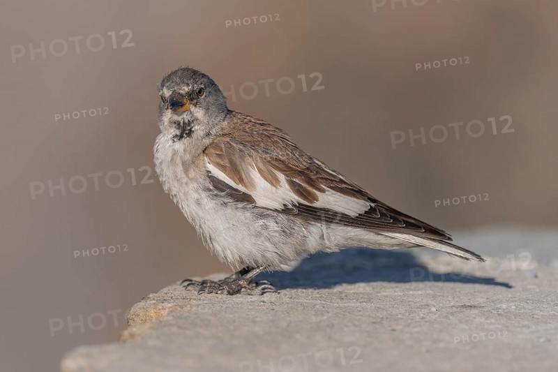 A white snowfinch (Montifringilla nivalis) stands on a rocky surface and displays its striking plumage. The scene captures the essence of winter and emphasises the bird's natural behaviour in a cold environment. Zermatt, Valais, Alps, Swiss