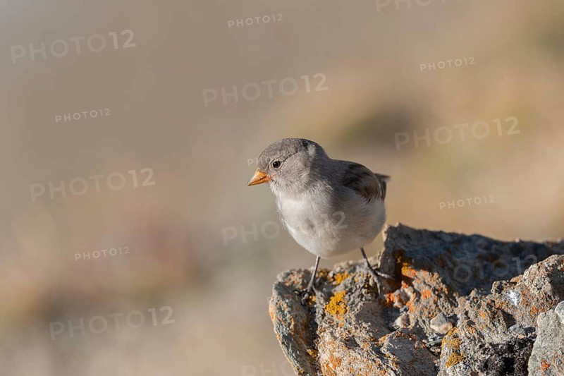 A young white snowfinch (Montifringilla nivalis) sits on a rough rock surrounded by a blurred natural backdrop under bright daylight. Its plumage shows soft shades of grey with a hint of colour on its beak. Zermatt, Valais, Alps, Swiss