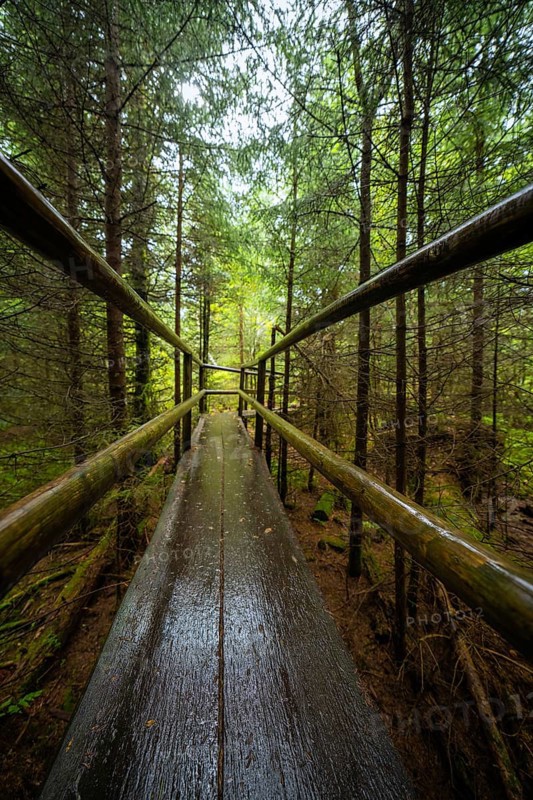 A narrow wooden path with railings runs through the green forest, Lotharpfad, Black Forest, Germany