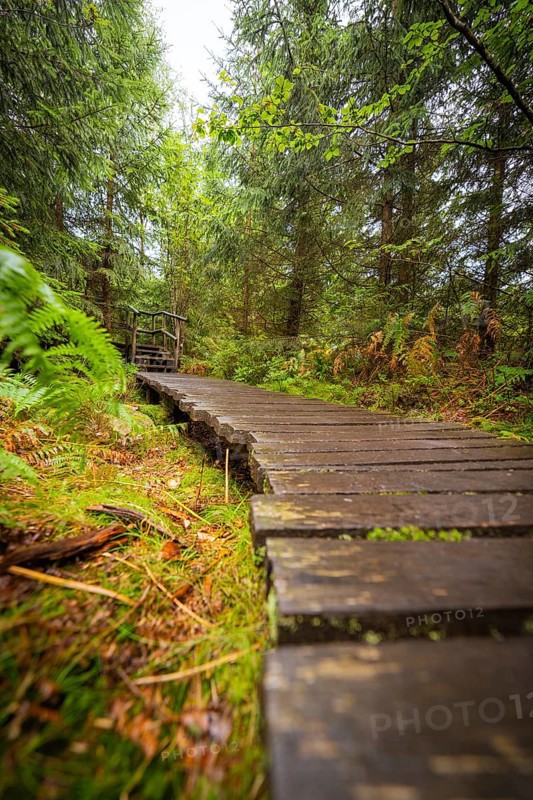 Close-up of a wooden path leading through a green forest, Lotharpfad, Black Forest, Germany