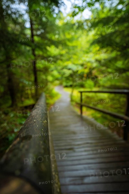 A blurred wooden path with handrail leads through a quiet forest full of green leaves, Lotharpfad, Black Forest, Germany