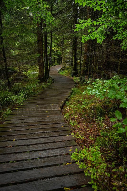 A wooden path leads through a dense, green forest, lined with earth and leaves, Lotharpfad, Black Forest, Germany