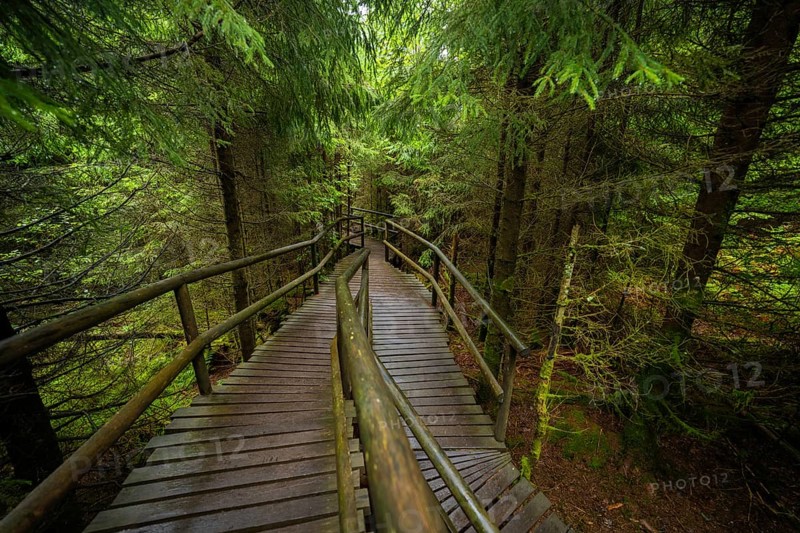 A winding footbridge with wooden railings winds its way through a mysterious forest, Lotharpfad, Black Forest, Germany