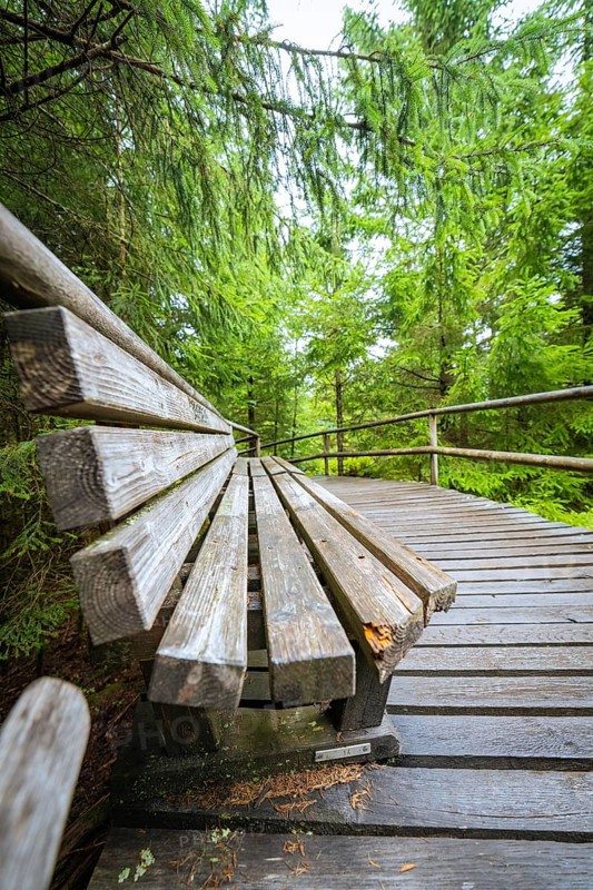 A wooden bench stands on a footbridge in the middle of a dense, green fir forest, Lotharpfad, Black Forest, Germany