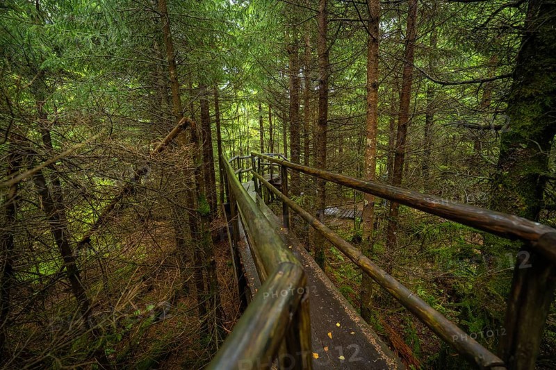 A narrow wooden path with railings leads through the dense forest, Lotharpfad, Black Forest, Germany