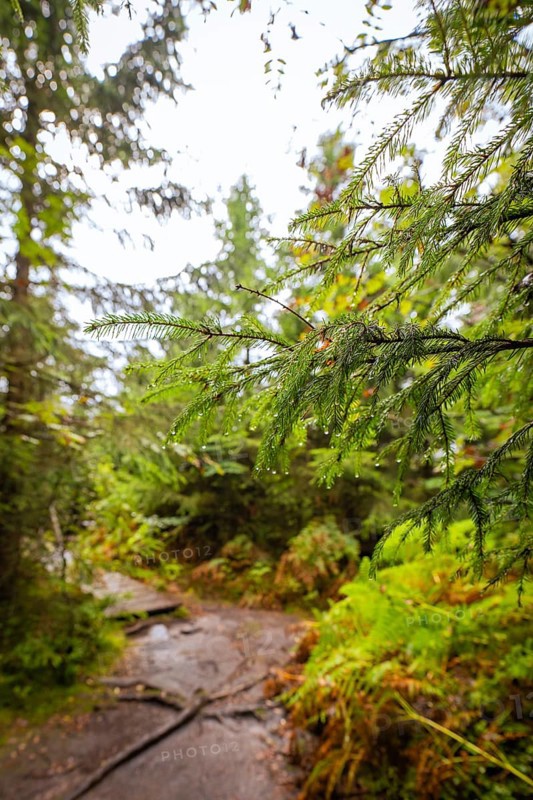 A quiet forest path surrounded by green trees and damp branches, Lotharpfad, Black Forest, Germany