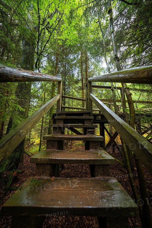 Wooden staircase leads through a dense and mysterious forest, Lotharpfad, Black Forest, Germany