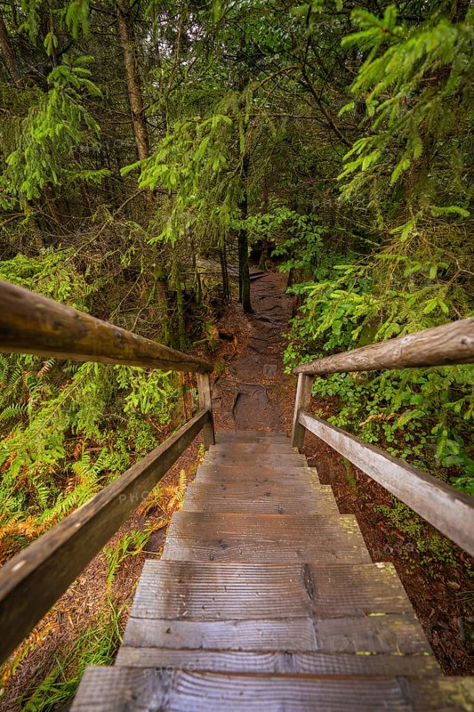 Wooden staircase leads down into a dense, green forest full of vegetation, Lotharpfad, Black Forest, Germany