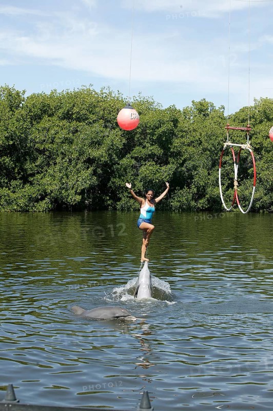 Dolphin, Bottlenose dolphin (Tursiops truncatus), performing tricks, Cuba, Caribbean, Central America