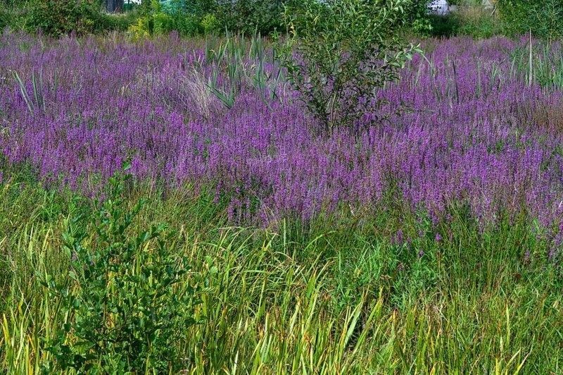 Purple loosestrife (Lythrum salicaria) in a dry carp pond, Eckental, Middle Franconia, Bavaria, Germany