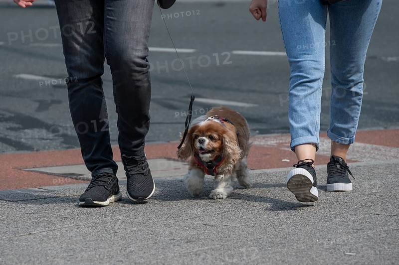 Dog walking in the city, Bavaria, Germany