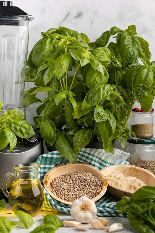 Basil next to a blender, with bowls full of pesto ingredients such as sunflower seeds, garlic and Parmesan cheese