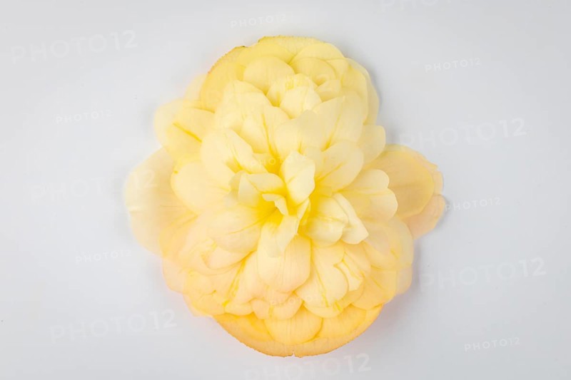 Yellow begonia flower (Begonia) on a white background