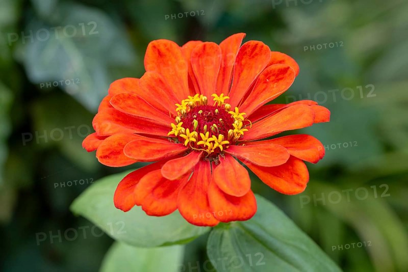 Red zinnia (Zinnia elegans) with bright petals in a green environment, Neunkirchen, Lower Austria, Austria