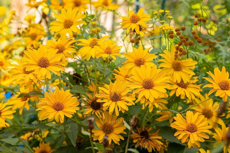 Group of yellow flowers of Heliopsis, Neunkirchen, Lower Austria, Austria