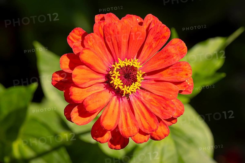 Red zinnia (Zinnia elegans) with bright petals in sunlight, Neunkirchen, Lower Austria, Austria