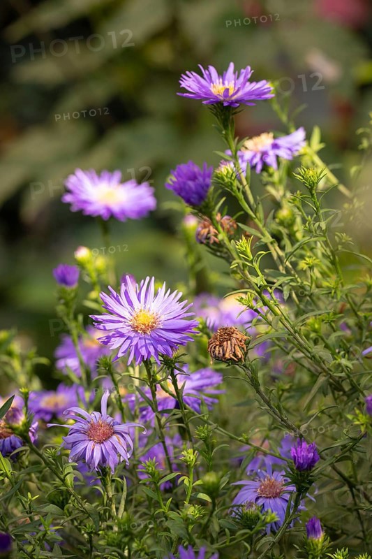 Purple autumn asters (Symphyotrichum) with fine leaves in a natural garden setting, Neunkirchen, Lower Austria, Austria