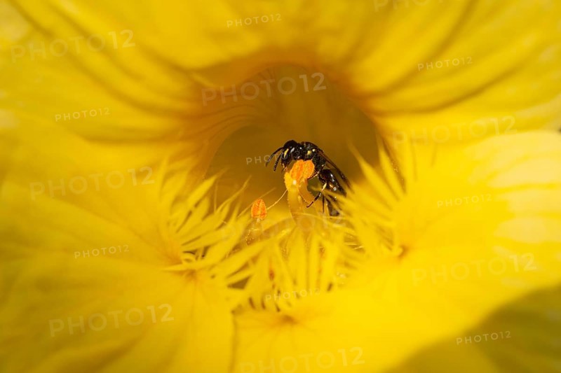 Close-up of a wild bee (Apidae) in a yellow flower of the nasturtium (Tropaeolum), Neunkirchen, Lower Austria, Austria