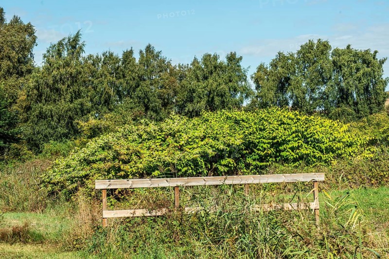 Flowering Japanese Knotweed (Fallopia Japonica), an invasive piece on a meadow in Ystad, Skåne county, Sweden, Scandinavia