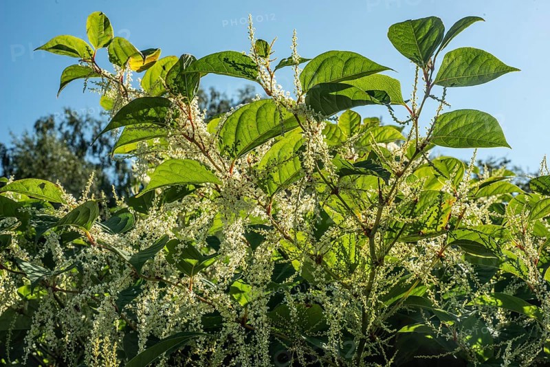 Flowering Japanese Knotweed (Fallopia Japonica), an invasive piece in a forest clearing in Ystad, Skåne county, Sweden, Scandinavia
