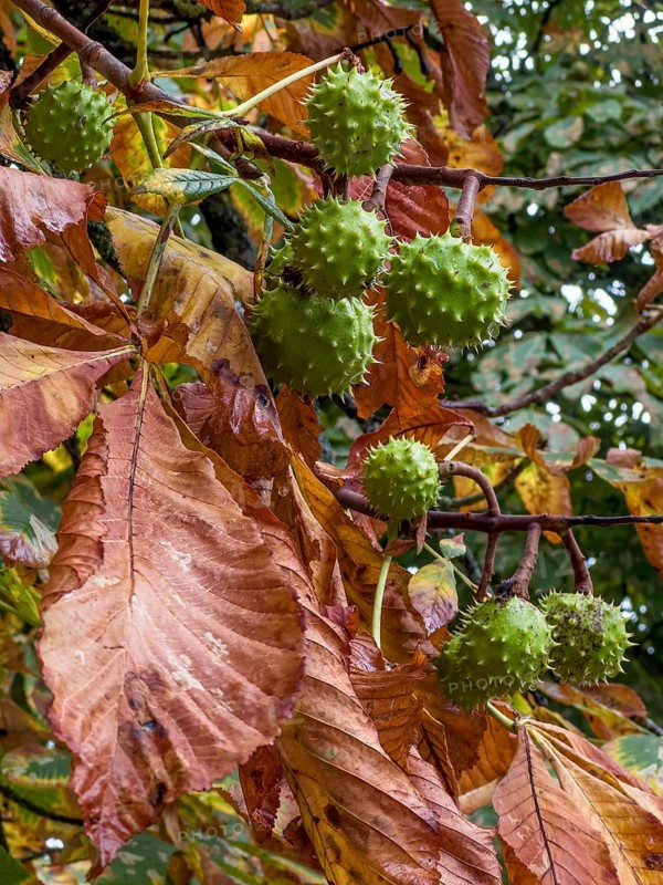 Chestnut leaves and fruit at autumn in Ystad, Skåne County, Sweden, Scandinavia