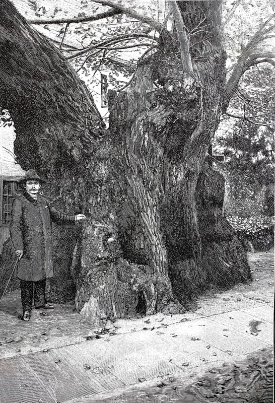 The Kaditz lime tree in 1890, a natural monument in the churchyard of the Emmaus Church in Kaditz, a district of Dresden in Saxony, Germany. This summer lime tree has a height of 20 metres and is, according to various estimates, 500 to 1000 years old, making it the oldest tree in Dresden, Historical, authentic, digitally restored reproduction from a 19th century original, Record date not stated