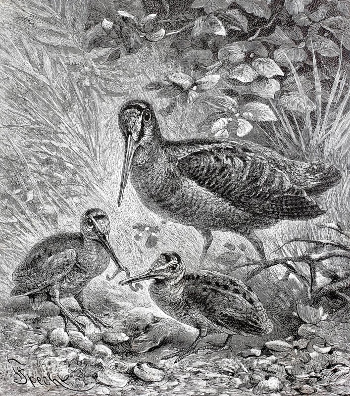 Woodcock, Scolopax rusticola, with young birds, Historical, authentic, digitally restored reproduction from a 19th century original, Record date not stated