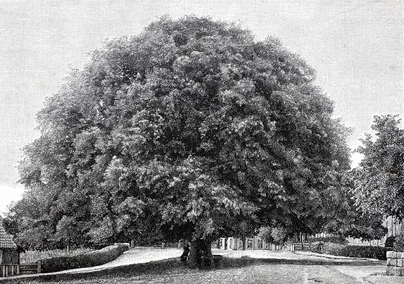 The Bordesholm lime tree, old winter lime tree, Tilia cordata, in 1890, Bordesholm in the district of Rendsburg-Eckernförde in Schleswig-Holstein, Germany, Historical, authentic, digitally restored reproduction from a 19th century original, Record date not stated