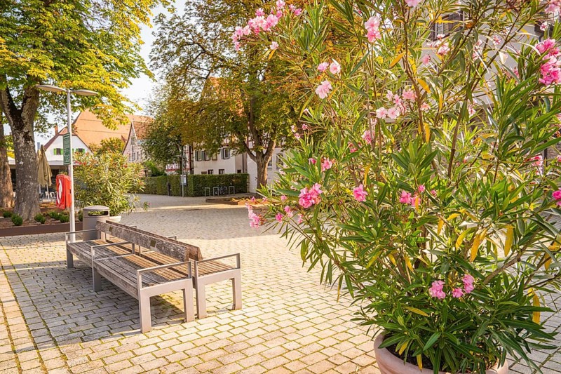 Town square with blooming oleander, park benches, surrounded by trees, small town pearl Nagold, Black Forest, Germany