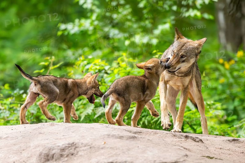 Eurasian wolf (Canis lupus lupus) mother playing with her cubs (youngster) on a little sand hill in the forest, Hesse, Germany