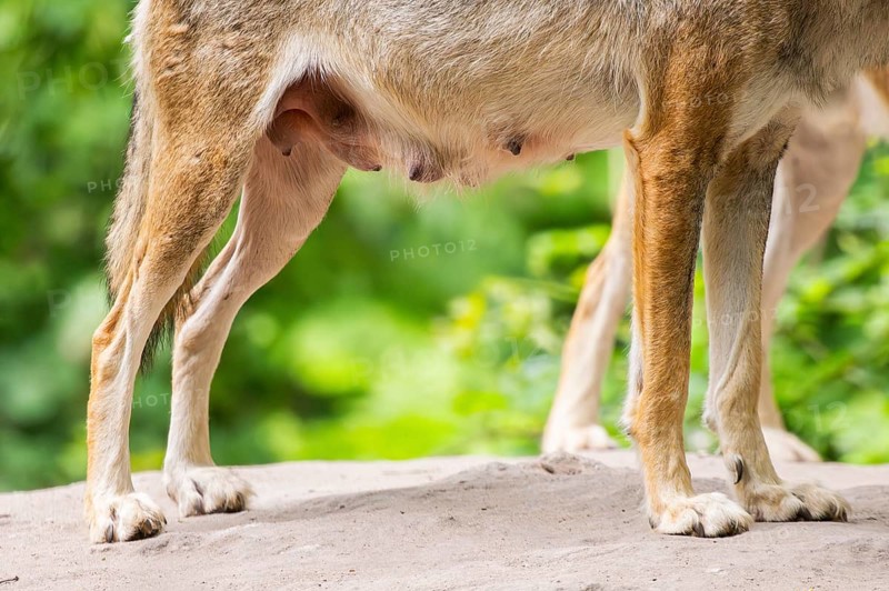 Eurasian wolf (Canis lupus lupus), teats, milk, detail, Hesse, Germany