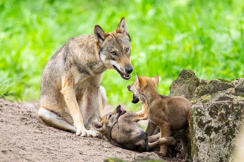 Eurasian wolf (Canis lupus lupus) morther playing with her cubs (youngster) on a little sand hill in the forest, Hesse, Germany