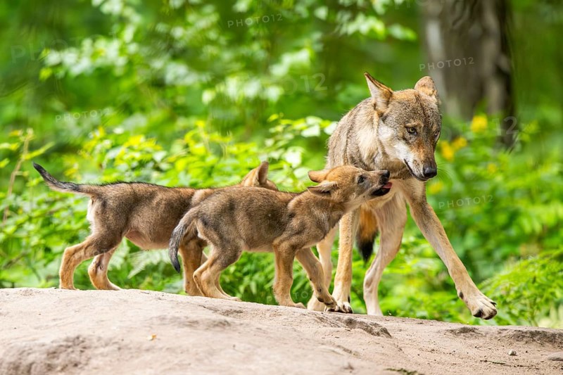 Eurasian wolf (Canis lupus lupus) mother playing with her cubs (youngster) on a little sand hill in the forest, Hesse, Germany