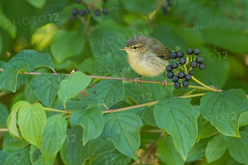 A chiffchaff (Phylloscopus collybita), young bird, sitting on a branch with berries, Common Dogwood (Cornus sanguinea), surrounded by leaves, Hesse, Germany