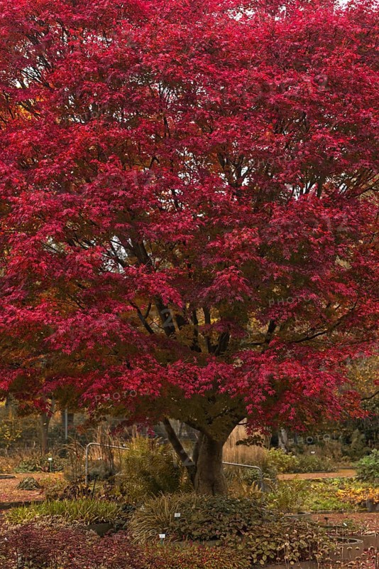 Fan maple (Acer palmatum) with intense red autumn foliage in the Botanical Garden, Krefeld