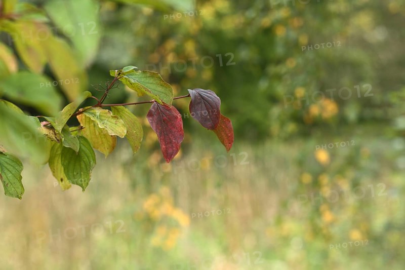 Branches with red and green leaves, blurred background, Schönwasserpark, Krefeld