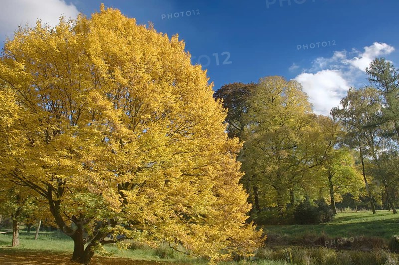 Autumn tree with bright yellow foliage against a blue sky, Greiffenhorstpark, Krefeld