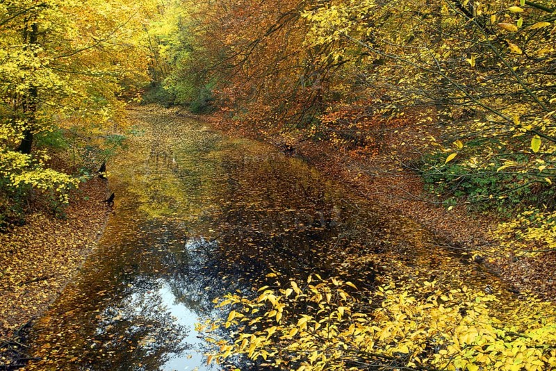 A pond surrounded by autumn leaves in shades of yellow and orange with reflections in the water, Krefeld city forest