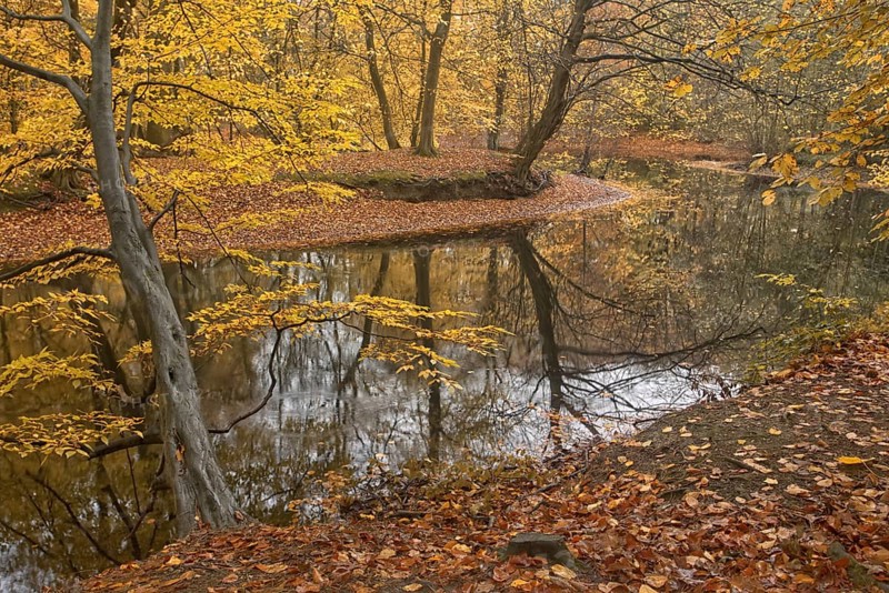 Forest scenario with autumn leaves and reflecting water surfaces, Krefeld city forest