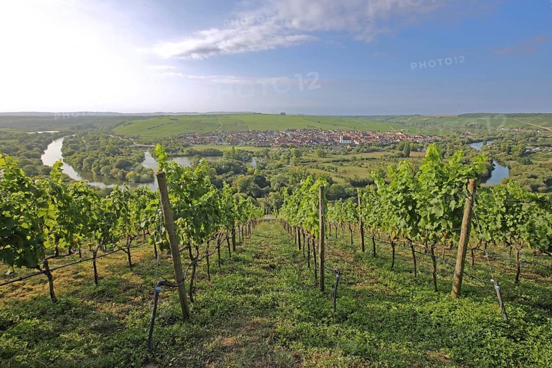 Mainschleife and vineyards with vines, wine-growing area, Main, river bend, view, landscape, Nordheim, Vogelsburg, Volkach, Lower Franconia, Franconia, Bavaria, Germany