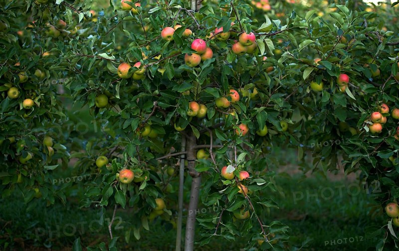 Apple variety Golden Delicious, apple orchard, fruit orchard, fruit growing, agriculture, agribusiness, Stuttgart, Baden-Württemberg, Germany