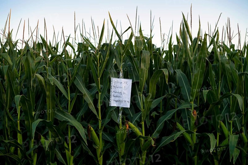Note, hint, iPhone XR found, collection from lost property office, cornfield, agriculture, farming, Stuttgart, Baden-Württemberg, Germany