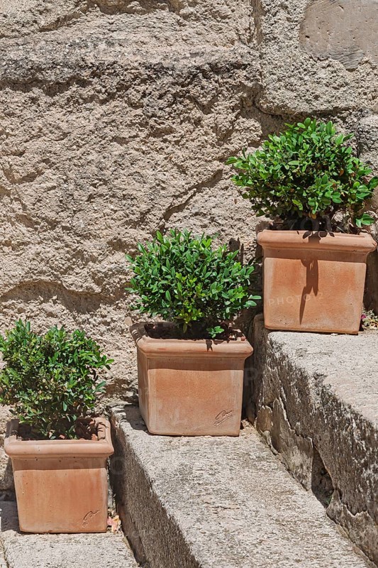 Flower pots with green plants on a staircase, Provence, France