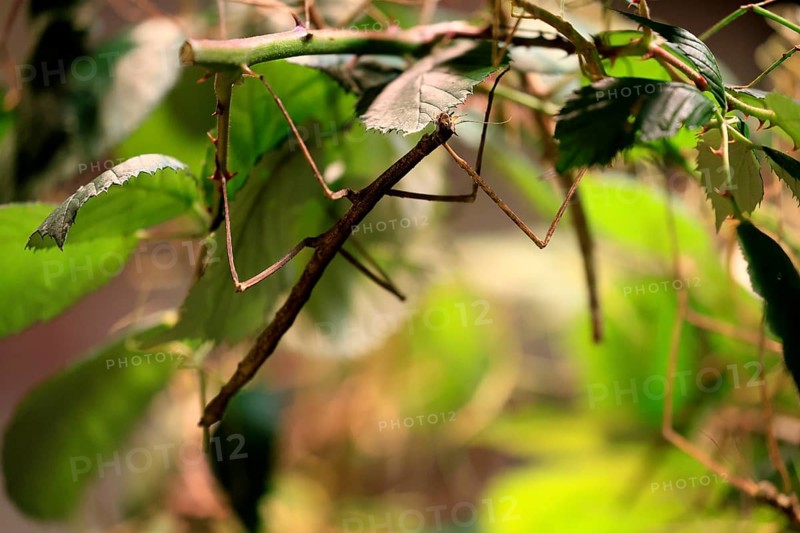 Annam stick insect (Medauroidea extradentata), Vietnamese stick insect, ghost insect, adult, foraging, feeding, camouflage, in foliage, Vietnam