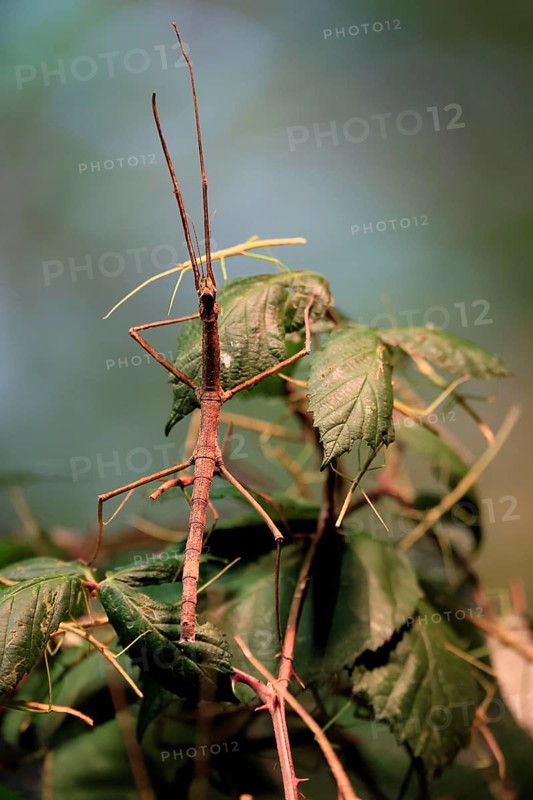 Annam stick insect (Medauroidea extradentata), Vietnamese stick insect, ghost insect, adult, foraging, feeding, camouflage, in foliage, Vietnam