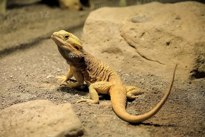 Bearded dragon (Pogona), adult, foraging, on the ground, Australia