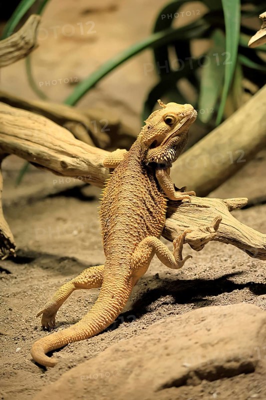 Bearded dragon (Pogona), adult, foraging, on the ground, climbing, Australia